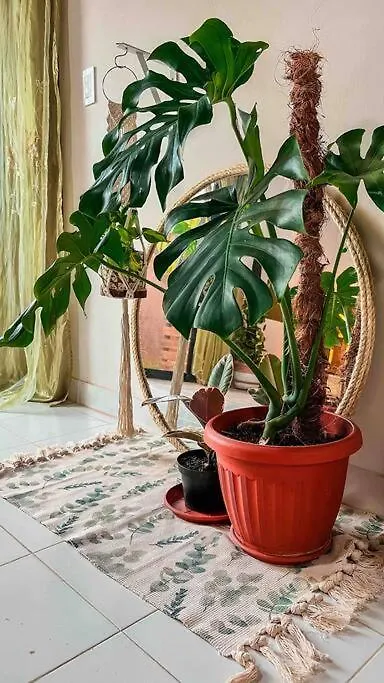 Apartamentos Turisticos - Boho Sai San Andres