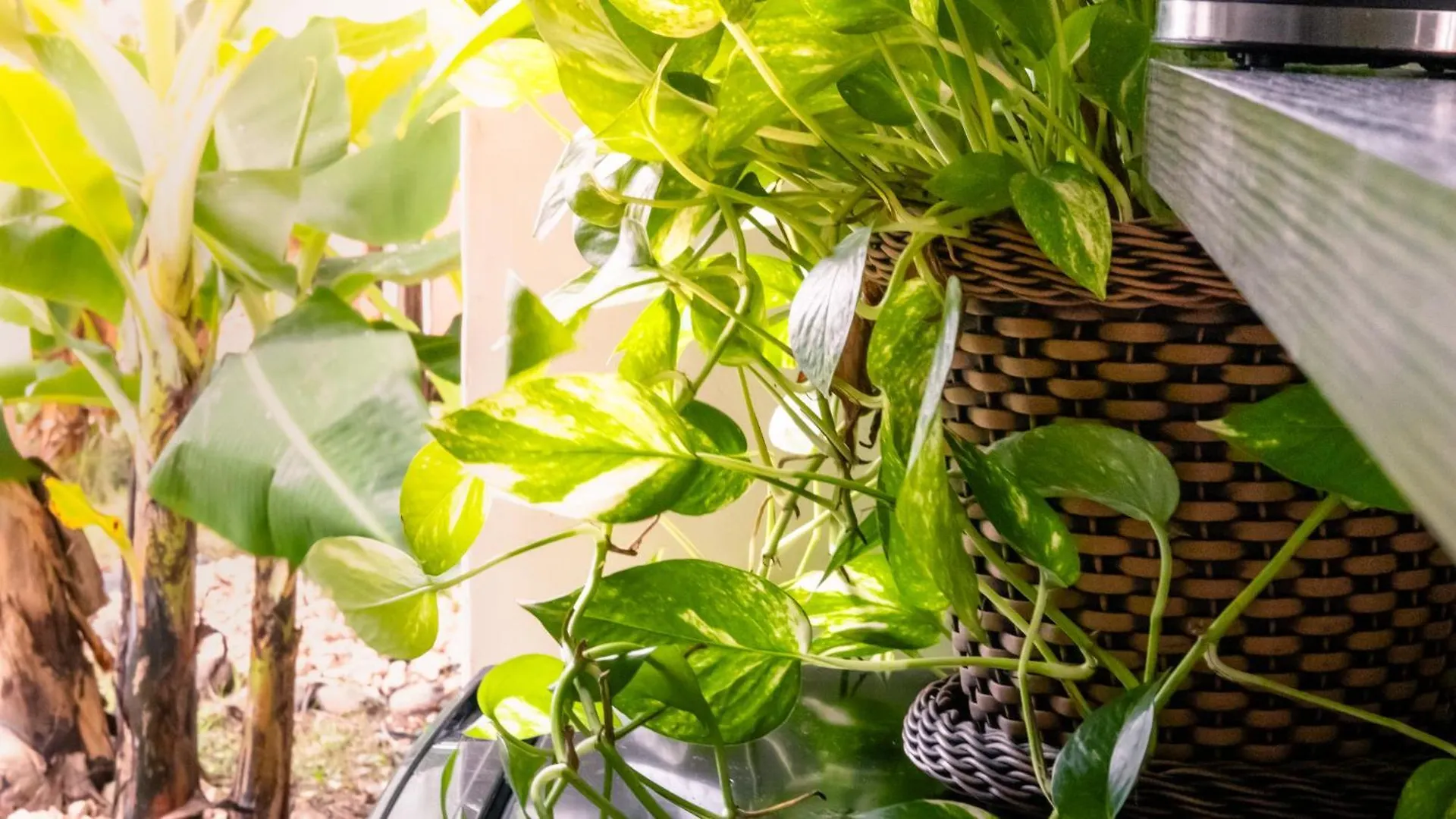 San Andrés Apartamentos Turisticos - Boho Sai קולומביה